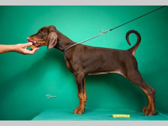 doberman štenci besplatni mali oglasi