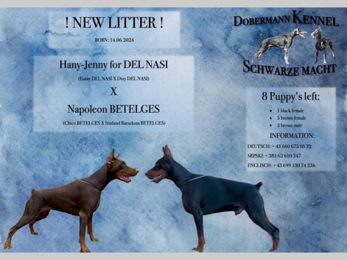 doberman štenci besplatni mali oglasi
