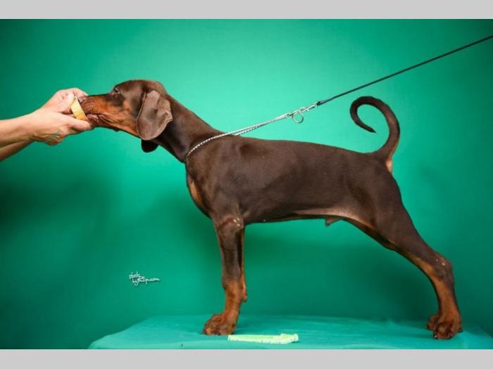doberman štenci besplatni mali oglasi
