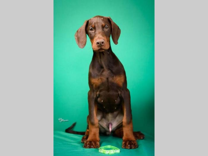 doberman štenci besplatni mali oglasi