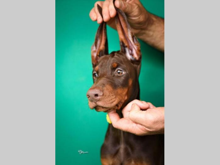doberman štenci besplatni mali oglasi
