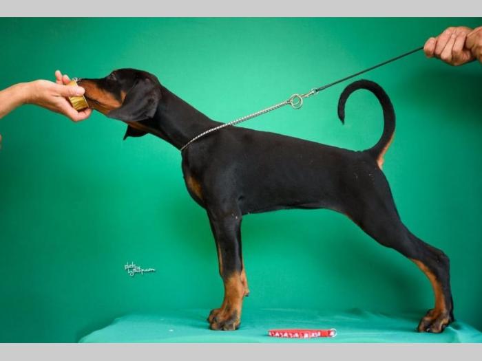 doberman štenci besplatni mali oglasi