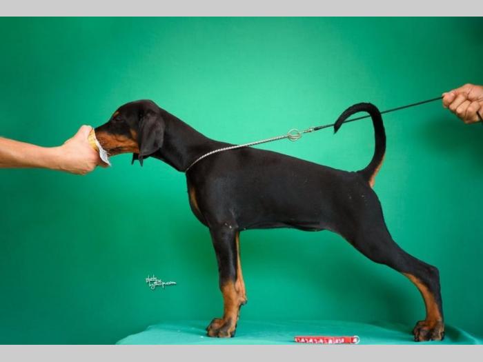 doberman štenci besplatni mali oglasi