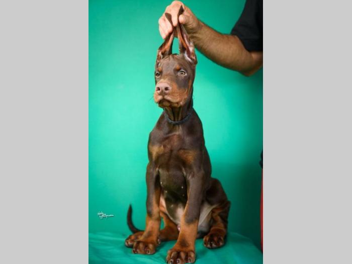 doberman štenci besplatni mali oglasi
