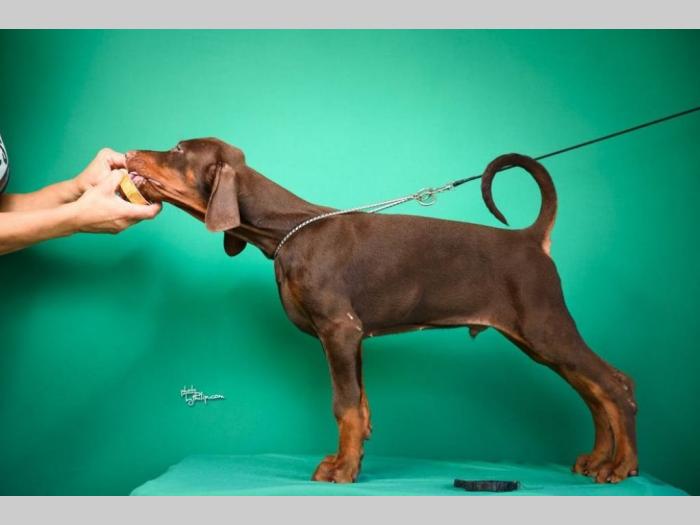 doberman štenci besplatni mali oglasi