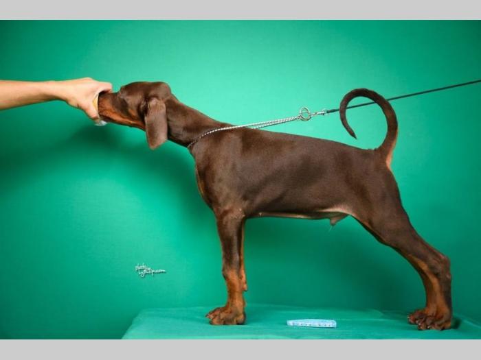 doberman štenci besplatni mali oglasi