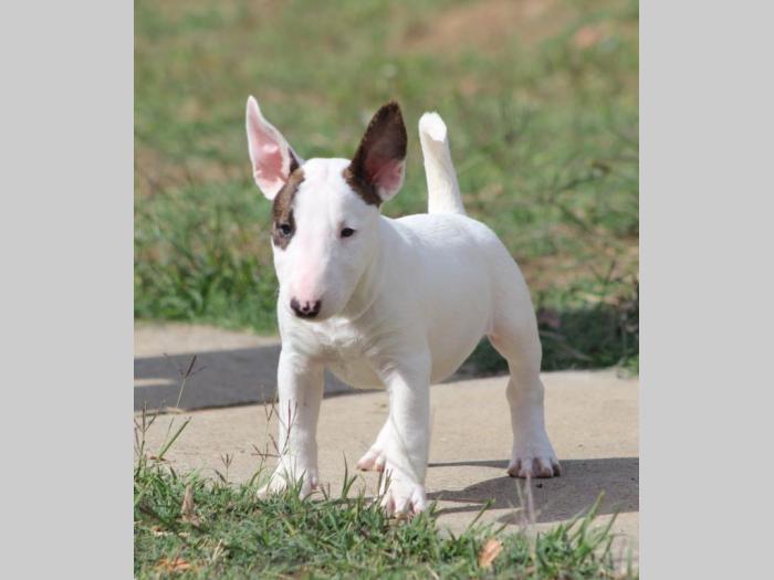 mini mul terijeri štenci besplatni mali oglasi