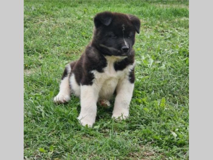 američka akita štenci besplatni mali oglasi
