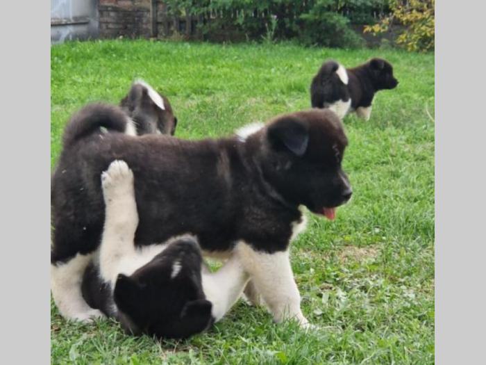 američka akita štenci besplatni mali oglasi