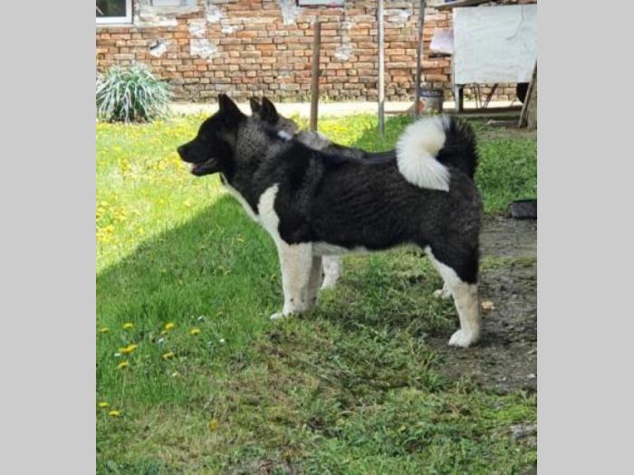 američka akita štenci besplatni mali oglasi