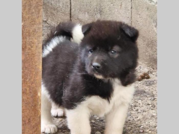 američka akita štenci besplatni mali oglasi