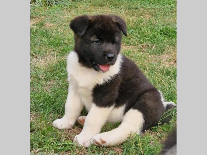 američka akita štenci besplatni mali oglasi