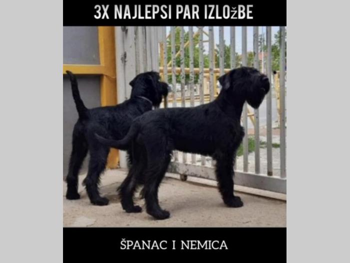 veliki crni šnaucer štenci besplatni mali oglasi