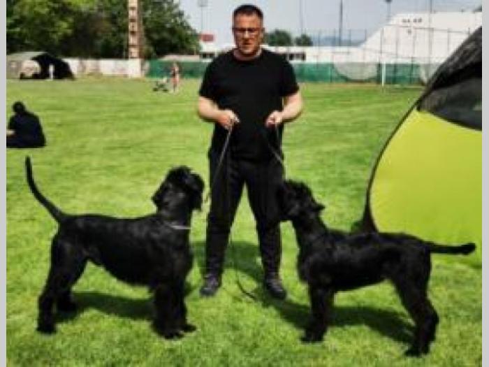 veliki crni šnaucer štenci besplatni mali oglasi