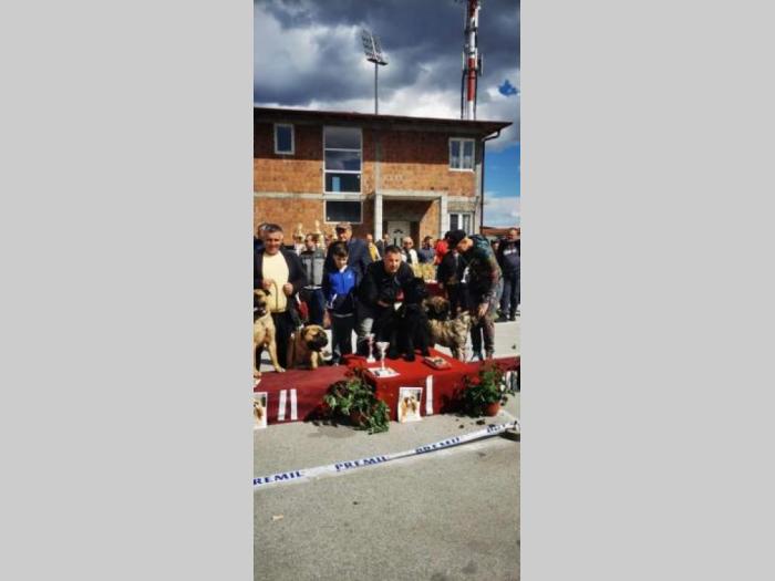veliki crni šnaucer štenci besplatni mali oglasi
