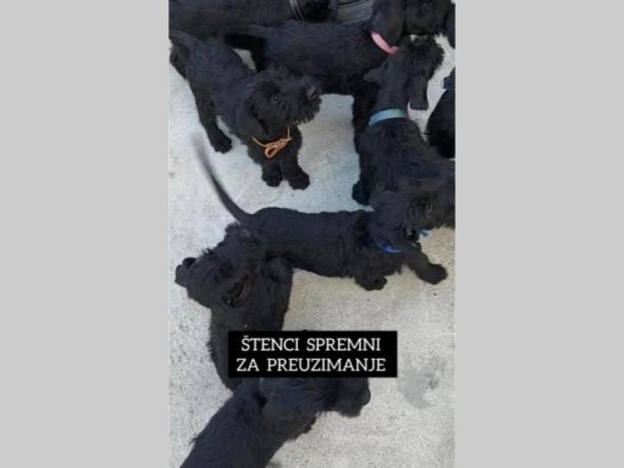 veliki crni šnaucer štenci besplatni mali oglasi