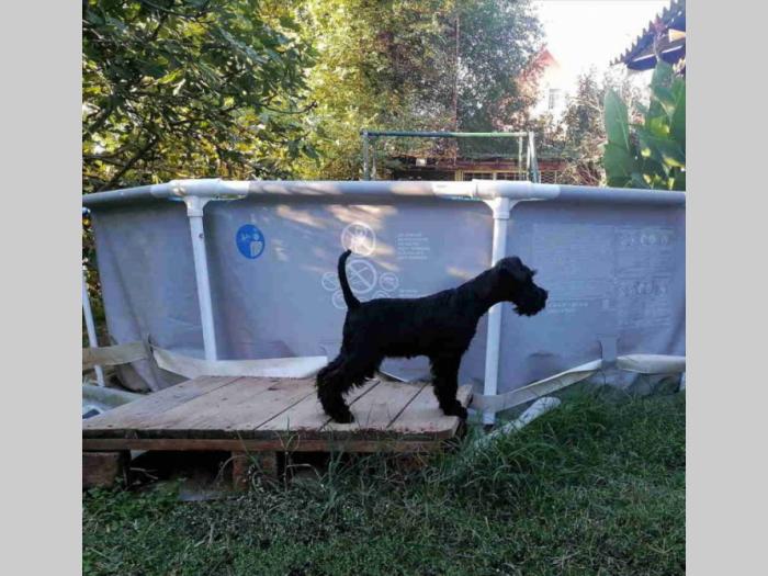 prodajem štence patuljastog šnaucera crne boje besplatni mali oglasi