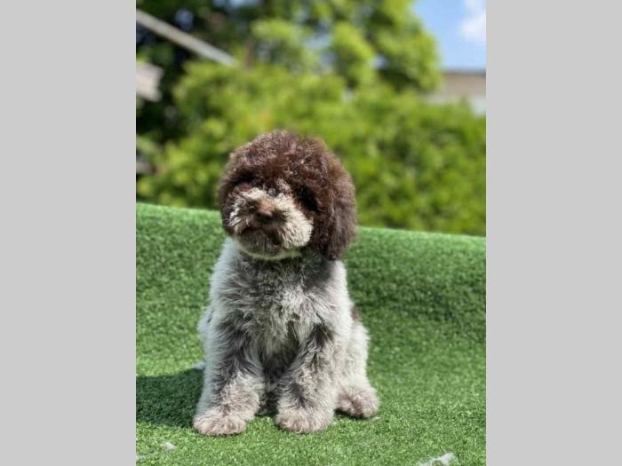 dostupno novo leglo lagotto romanjolo besplatni mali oglasi