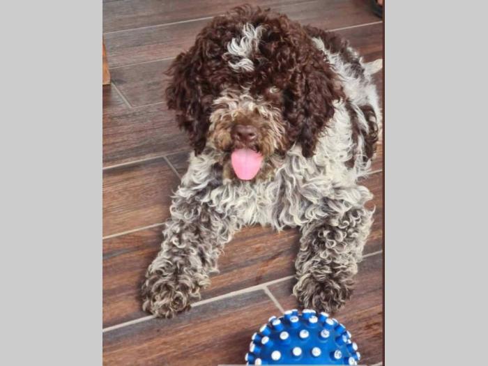 dostupno novo leglo lagotto romanjolo besplatni mali oglasi