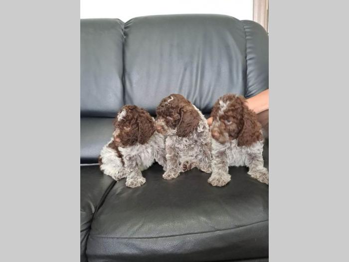 dostupno novo leglo lagotto romanjolo besplatni mali oglasi