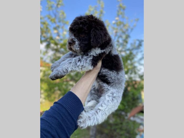 dostupno novo leglo lagotto romanjolo besplatni mali oglasi