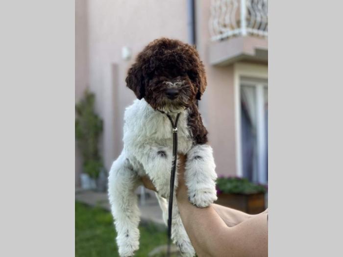 dostupno novo leglo lagotto romanjolo besplatni mali oglasi