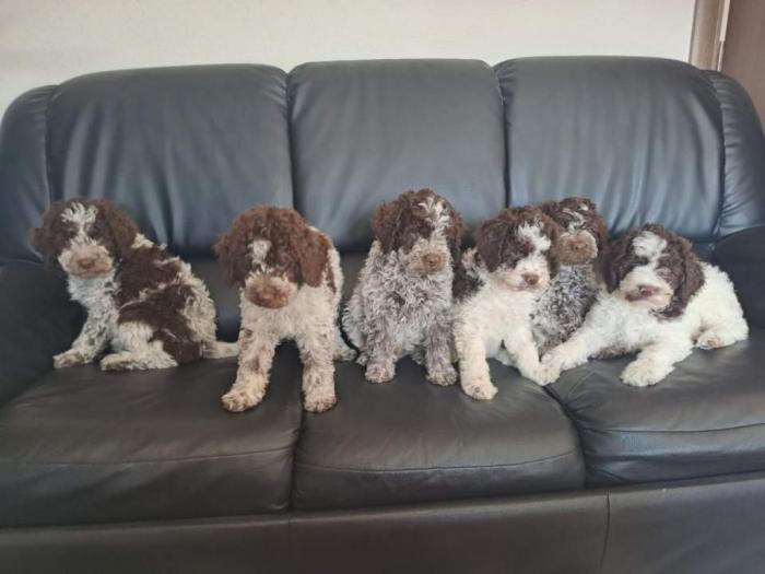 dostupno novo leglo lagotto romanjolo besplatni mali oglasi