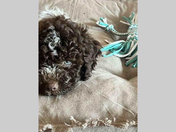 dostupno novo leglo lagotto romanjolo besplatni mali oglasi