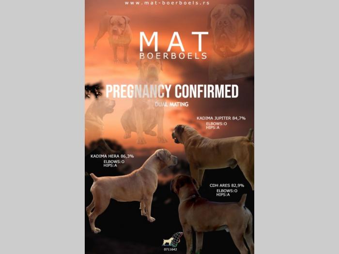južnoafrički mastif boerboel rezervacije u toku besplatni mali oglasi