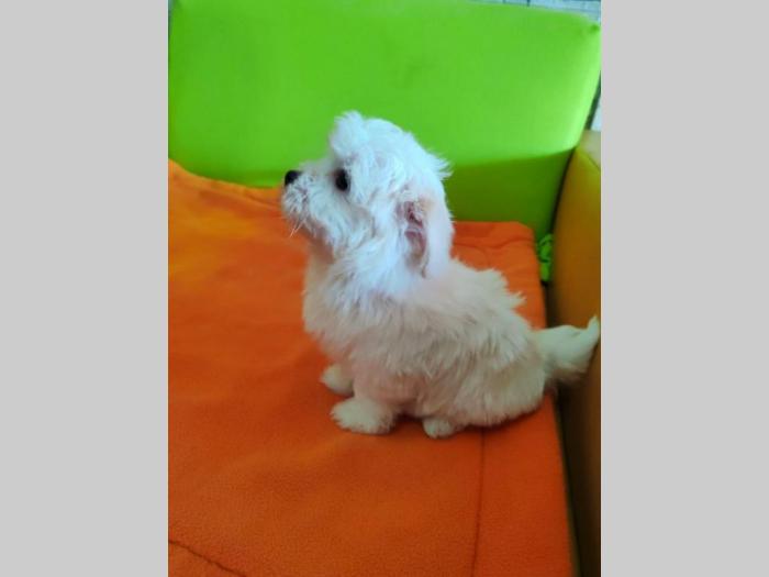 maltezer štenci besplatni mali oglasi