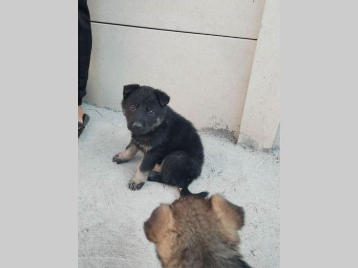 štenci nemačkog ovčara besplatni mali oglasi