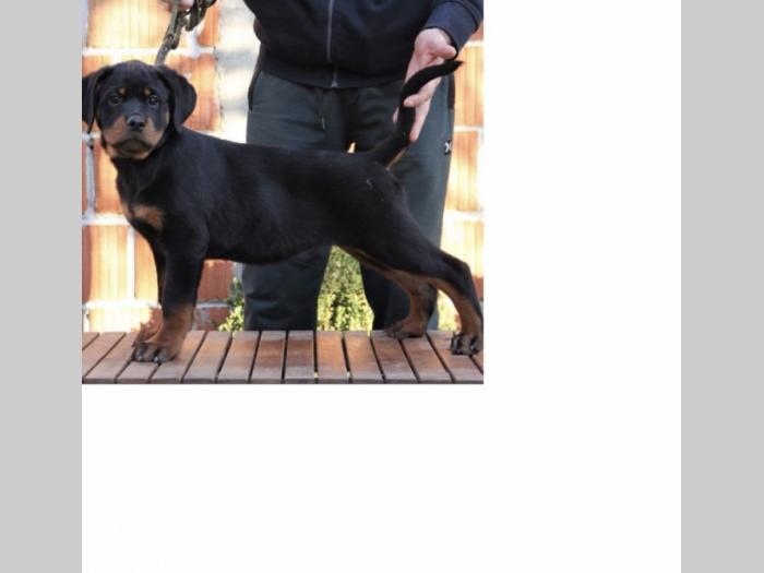 rotvajler ženke besplatni mali oglasi