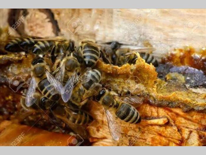propolis rastvor besplatni mali oglasi