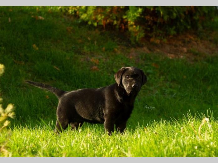 labrador retriver štenci besplatni mali oglasi