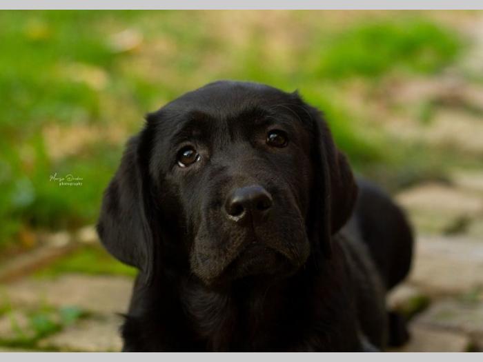 labrador retriver štenci besplatni mali oglasi