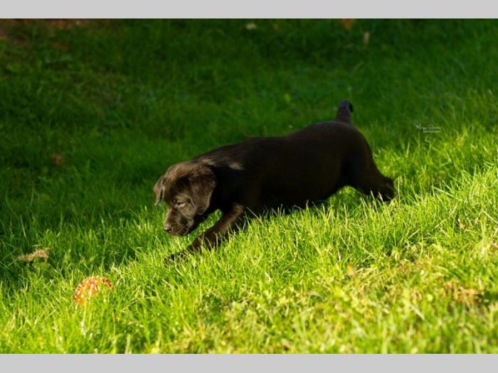 labrador retriver štenci besplatni mali oglasi