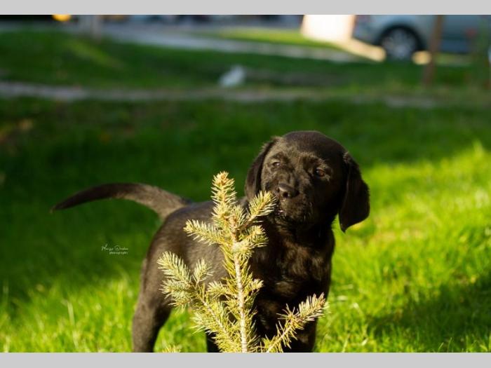 labrador retriver štenci besplatni mali oglasi