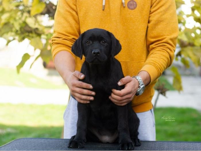 labrador retriver štenci besplatni mali oglasi