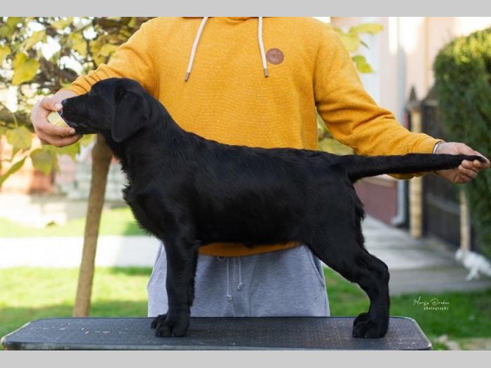 labrador retriver štenci besplatni mali oglasi