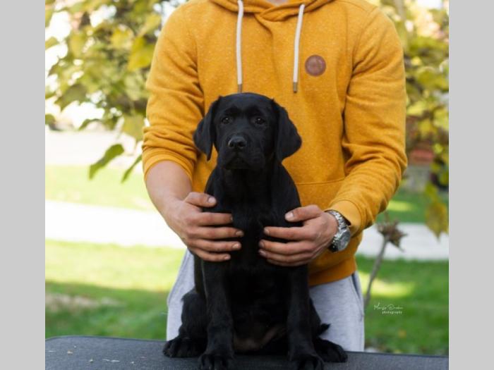 labrador retriver štenci besplatni mali oglasi