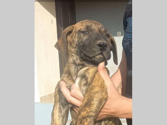 presa canario dogo kanario besplatni mali oglasi