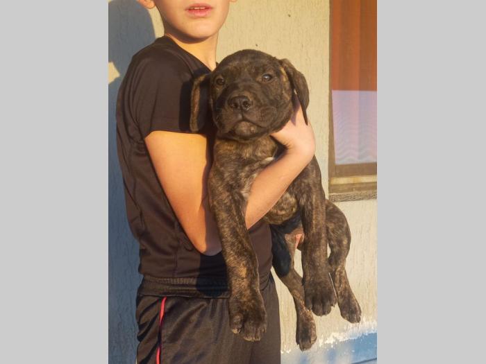 presa canario dogo kanario besplatni mali oglasi