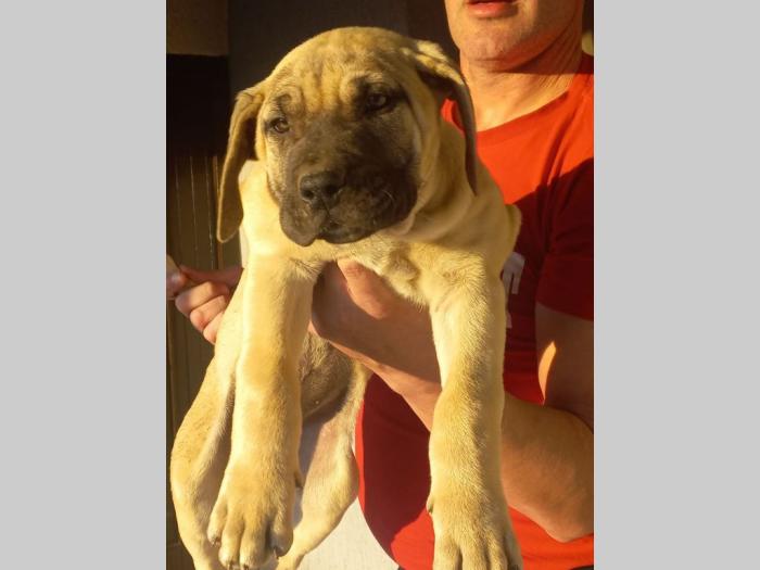 presa canario dogo kanario besplatni mali oglasi
