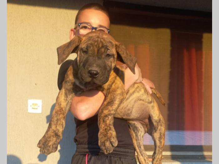 presa canario dogo kanario besplatni mali oglasi