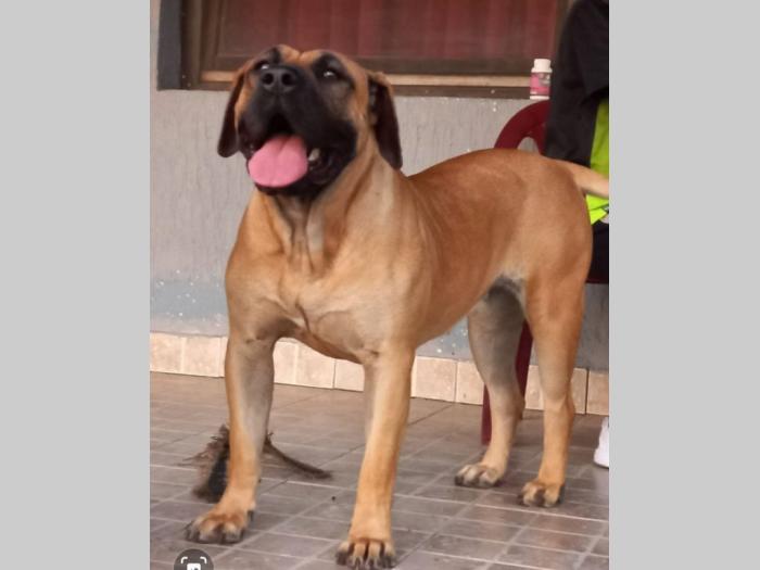 presa canario dogo kanario besplatni mali oglasi