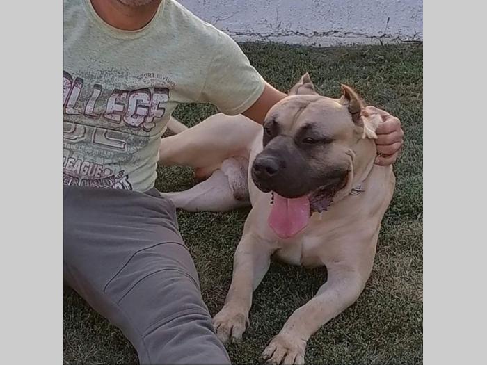presa canario dogo kanario besplatni mali oglasi