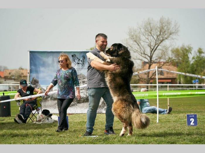 kavkaski ovčar top štenci besplatni mali oglasi
