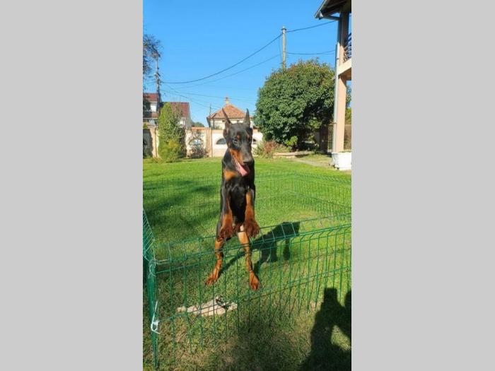 na prodaju štenci dobermana starosti 4 meseca, spremni za novi dom besplatni mali oglasi