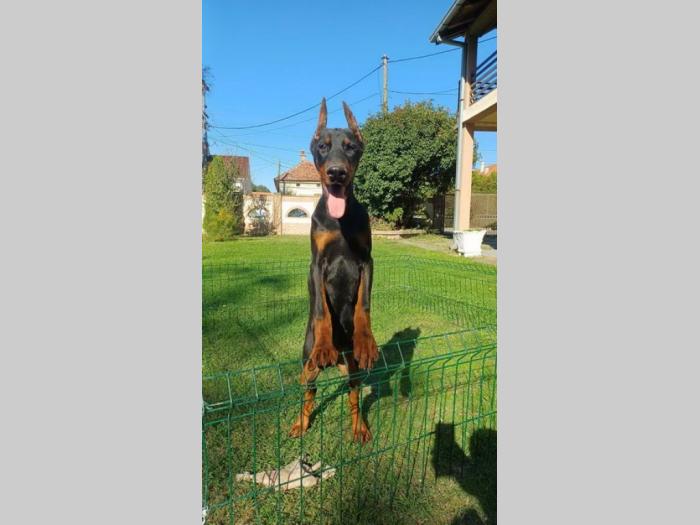 na prodaju štenci dobermana starosti 4 meseca, spremni za novi dom besplatni mali oglasi