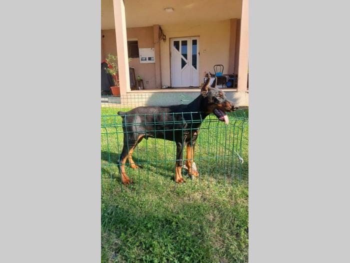 na prodaju štenci dobermana starosti 4 meseca, spremni za novi dom besplatni mali oglasi